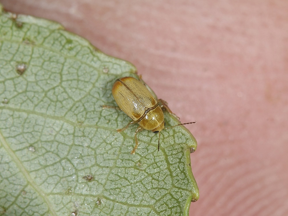 Cryptocephalus octomaculatus e C. fulvus (cf.)